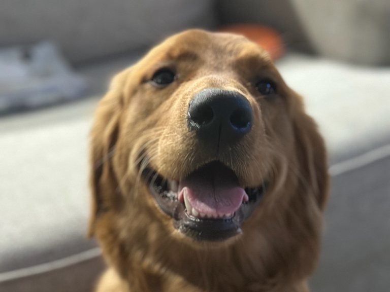 MotorPup (Pup for short), The Motorpool’s golden retriever shop dog, smiling at the camera